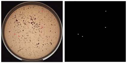 4 colonies detected among hamburger fragments (colony image and count marker)